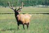 Yellowstone transportation