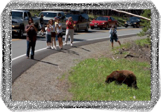 Yellowstone bus